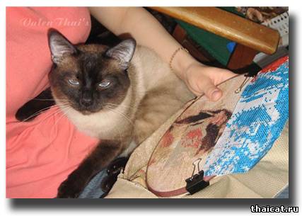 Тайский кот вышивает крестиком!
