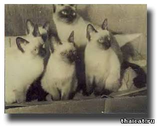 Сиамские кошки Сергея Образцова