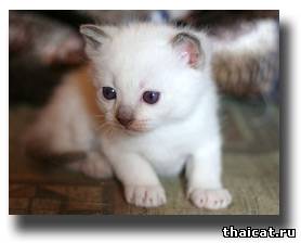 Тайский котенок окраса шоколад-пойнт