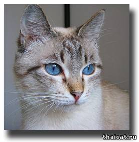 Тайская кошка Масяня, г. Москва