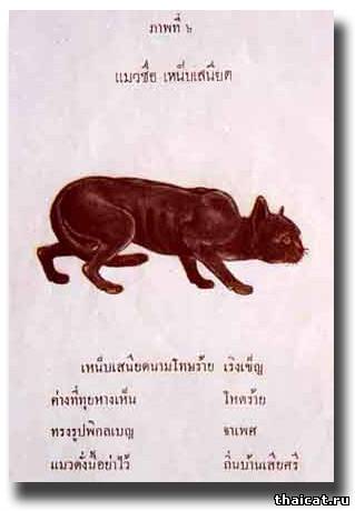 Шестая Кошка Nep Satian (опасность) 