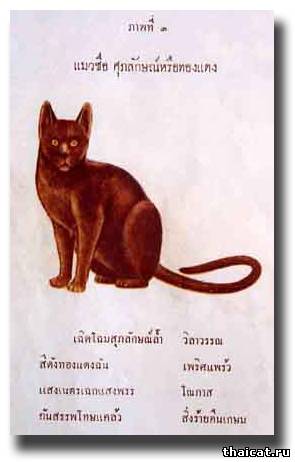 Третья Кошка SU-PA-LAK, или THONG DAENG (красная медь) 