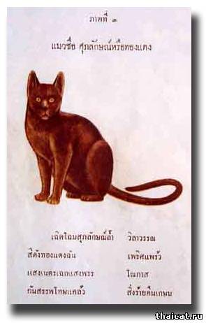 Третья Кошка SU-PA-LAK, или THONG DAENG (красная медь)