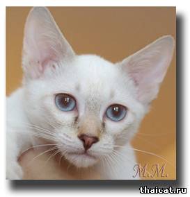 Тайский котенок окраса шоколад-тэбби-пойнт