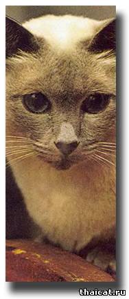 Сиамские кошки Сергея Образцова