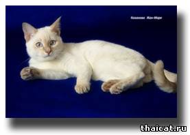 тайский котик окраса шоколад-голд-тэбби-пойнт