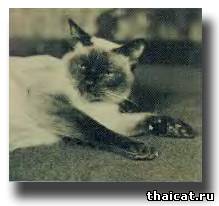 Сиамские кошки Сергея Образцова