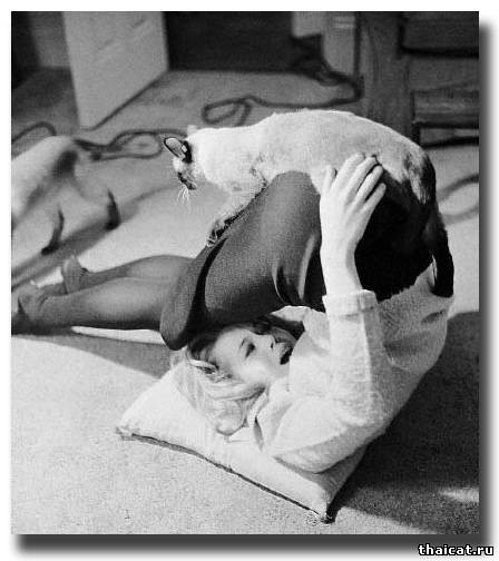 Йога с сиамской кошкой и Джейн Фонда