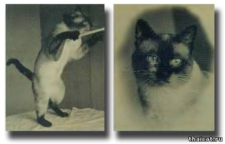 Сиамские кошки Сергея Образцова