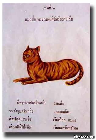 Вторая кошка Phan Phayak, или Lai Seua (порождение тигра) 