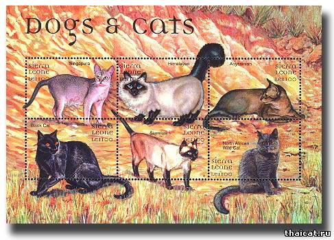 марки с сиамскими кошками