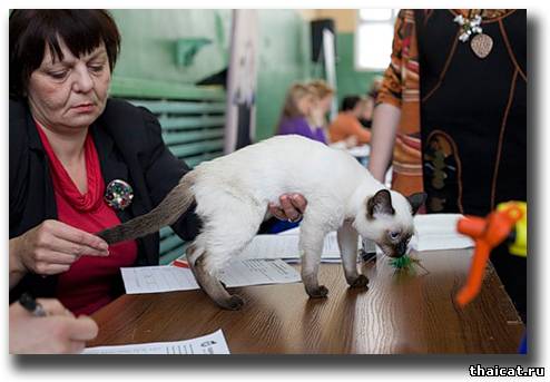 эксперт Инна Шустрова