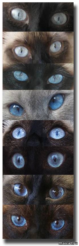 сиамская кошка цвет глаз