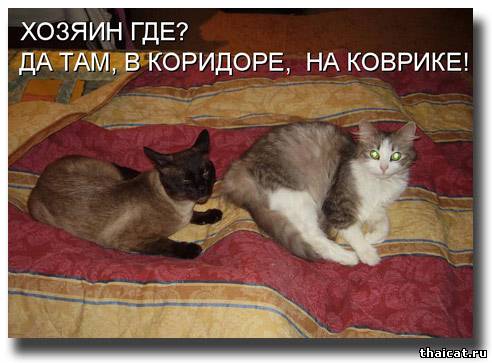 А хозяин там, в коридоре, на коврике!