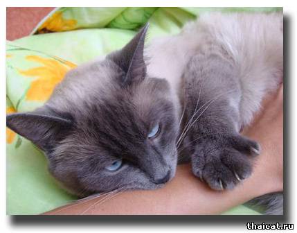 Бася - тайский кот