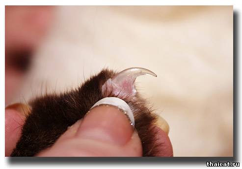 Подстригаем ноготки тайскому коту