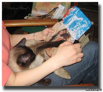 Тайский кот вышивает крестиком!