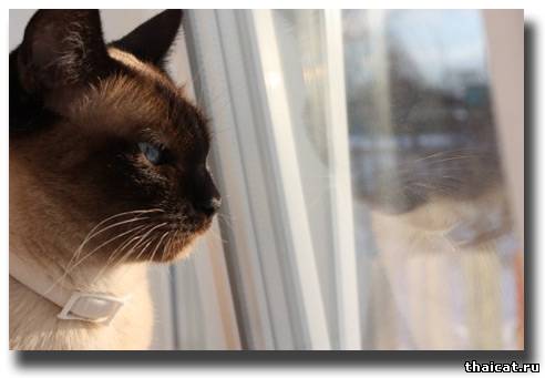 тайская кошка у окна