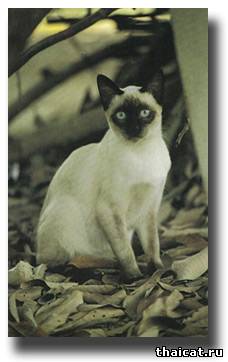сиамская кошка окраса колор-пойнт