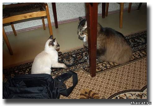 тайский котенок и сибирский кошак