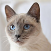 От чего зависит цвет глаз кошек?