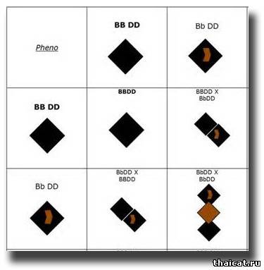 Таблица сиамских генов и окрасов