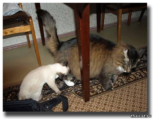 тайский котенок и сибирский кошак
