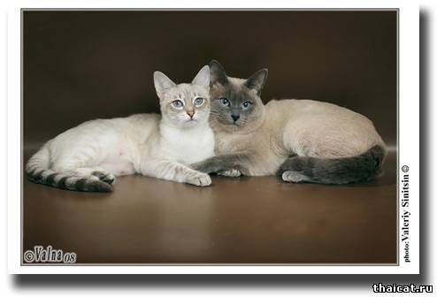 тайские кошки