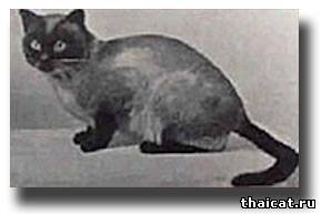 Яблокоголовая сиамская кошка