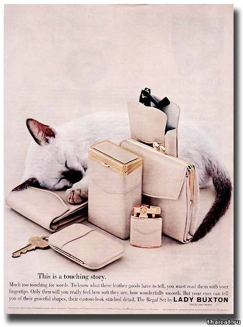 Тайский котенок в рекламе