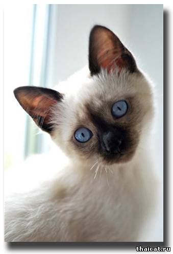 лучшие тайские котята 2009
