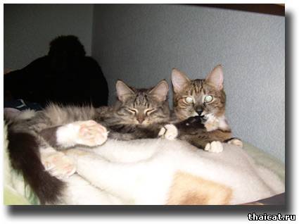 История кошки Фишки и др.