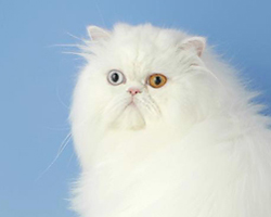цвет глаз у сиамских и ориентальных кошек