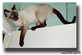 тайская сиамская кошка