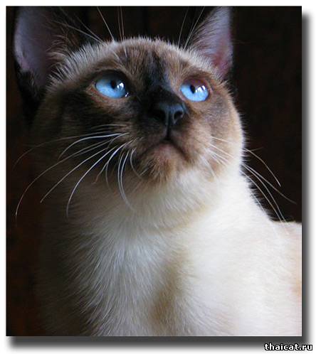лучшие тайские кошки 2009