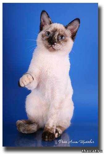 лучшие тайские котята 2009