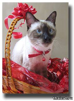 Тайский кот помогает заворачивать подарок