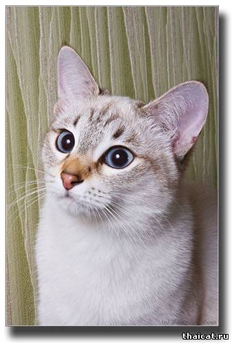 лучшие тайские кошки 2009