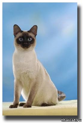 тайская кошка стандарт EGCA