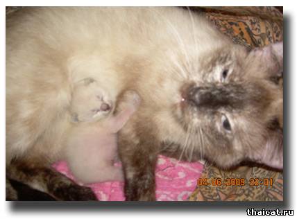 История кошки Фишки и др.