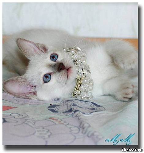 лучшие тайские котята 2009