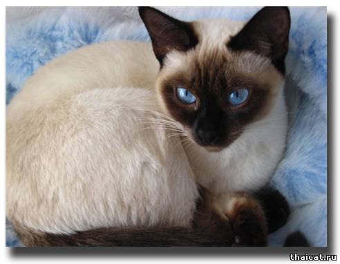 лучшие тайские кошки 2009