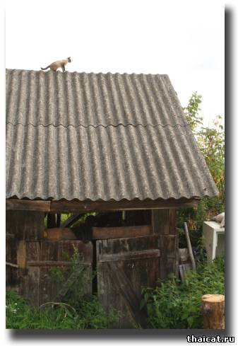 тайской кошке хорошо в деревне