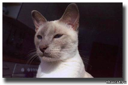 сиамская кошка