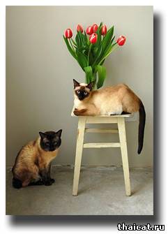 тайские кот и кошка