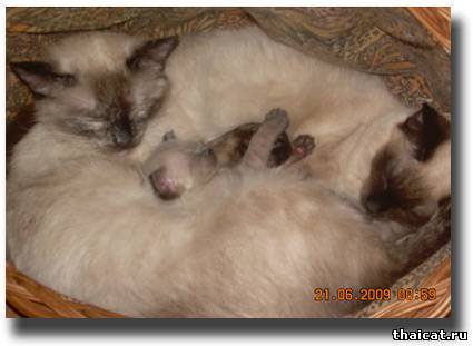 История кошки Фишки и др.