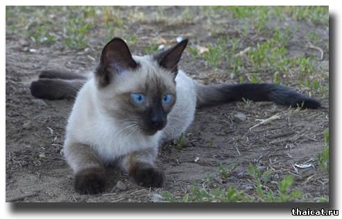 лучшие тайские котята 2009
