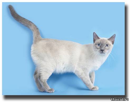тайская голубая кошка