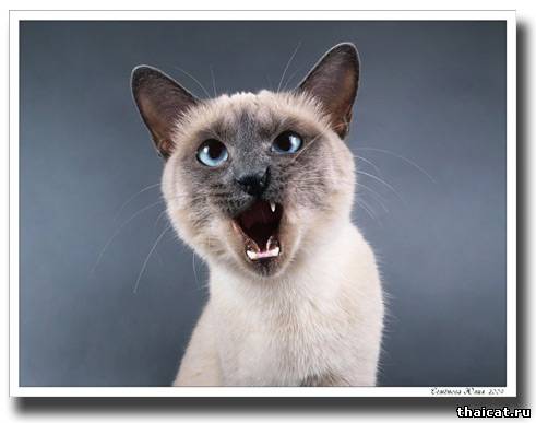лучшие тайские кошки 2009