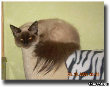 История кошки Фишки и др.